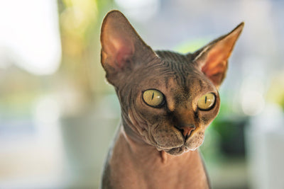 Sphynx cat