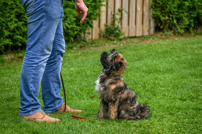 How to Spot a Pet Supplement Subscription Trap | Pawganix