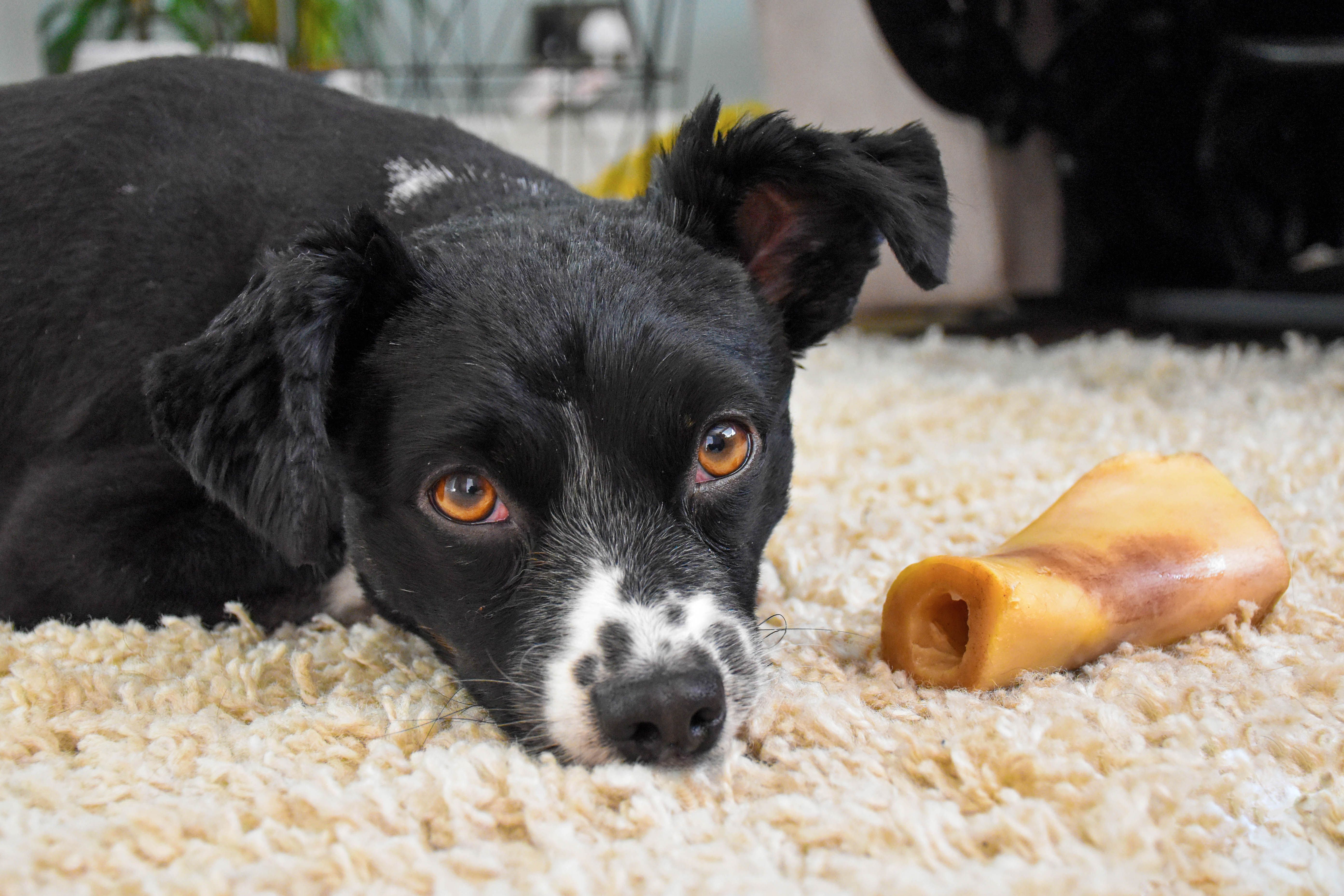 Calm small dog resting on carpet indoors