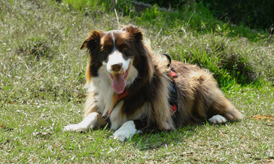 Senior adult dog getting up comfortably from rest