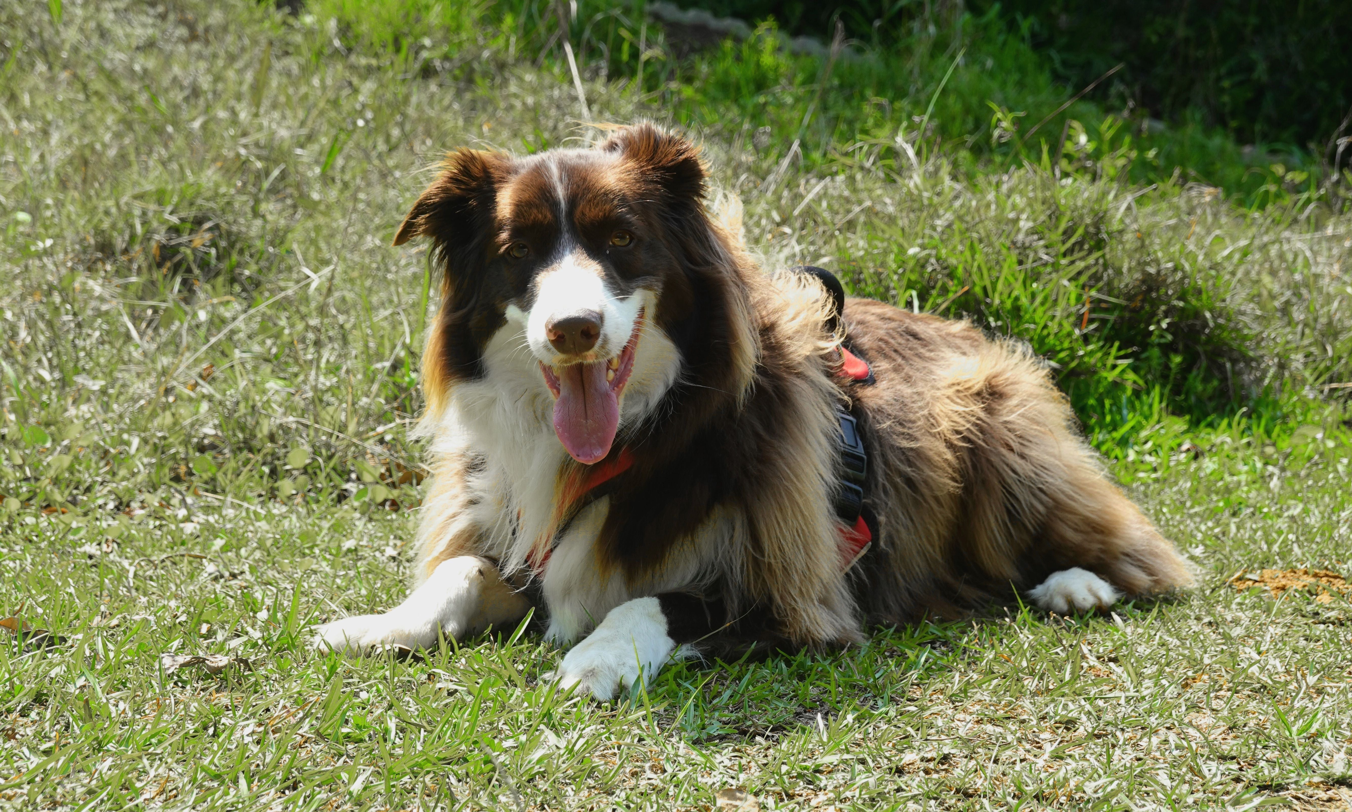 Senior adult dog getting up comfortably from rest