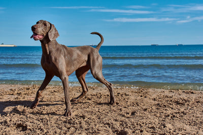Great Dane
