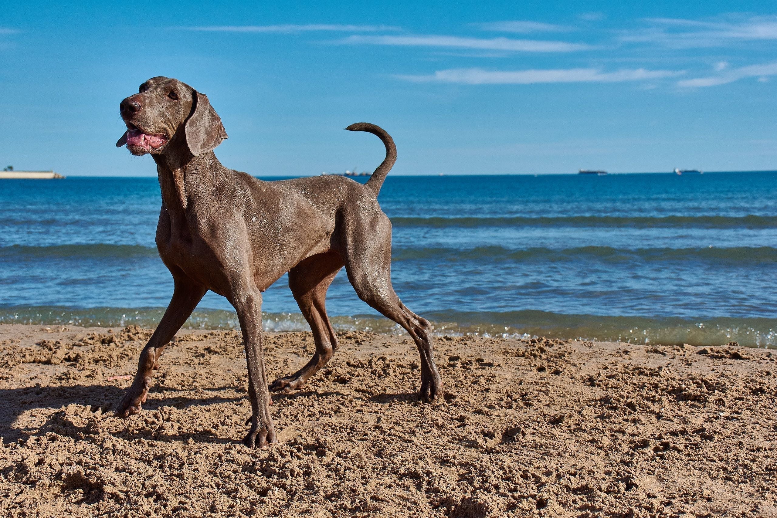 Great Dane