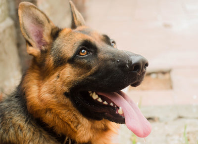 Charming close-up of a German Shepherd with vibrant fur and tongue out, showcasing its lovable nature.