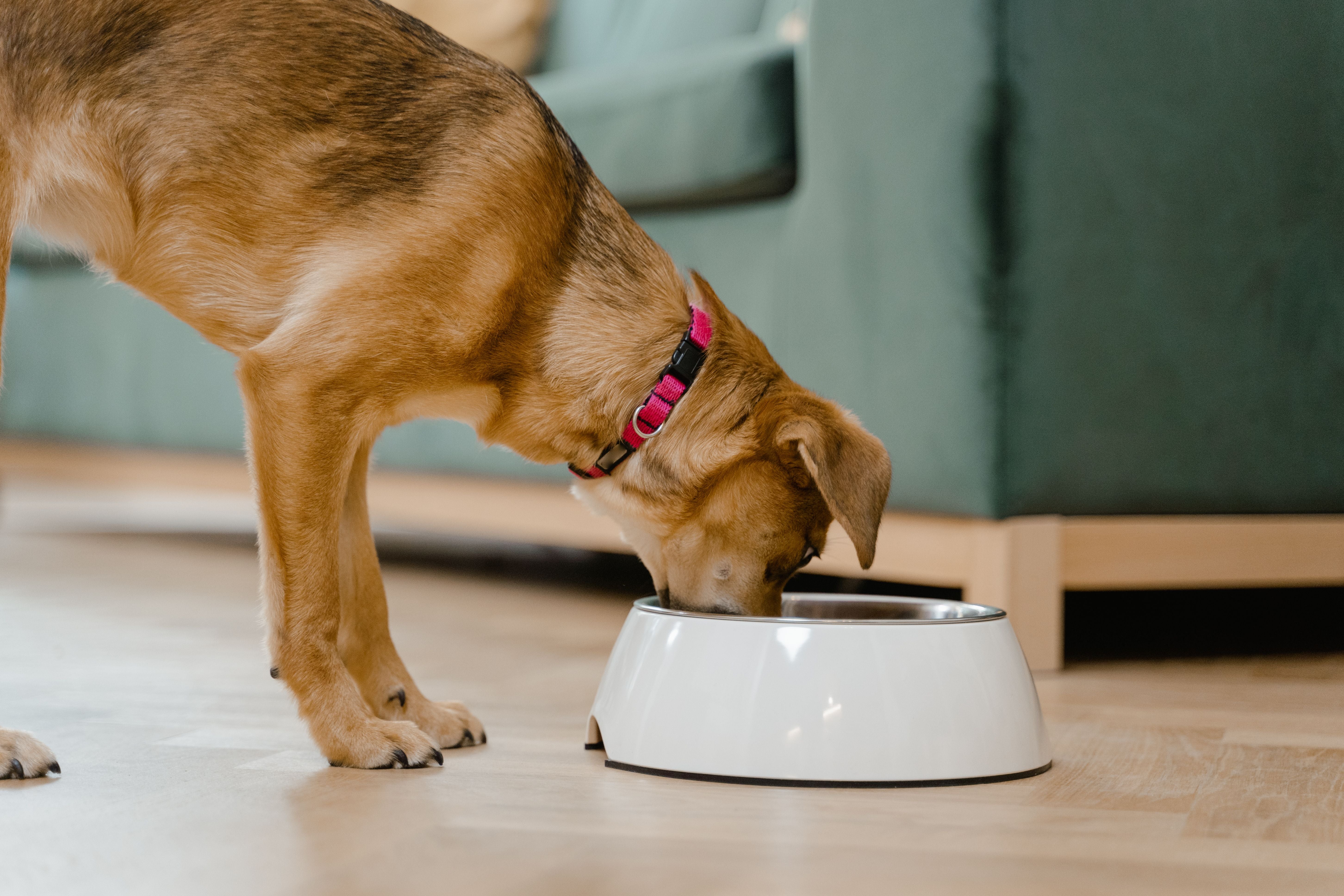 Dog eating from a bowl indoors healthy meal