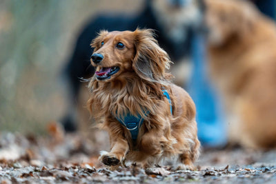 Dachshund