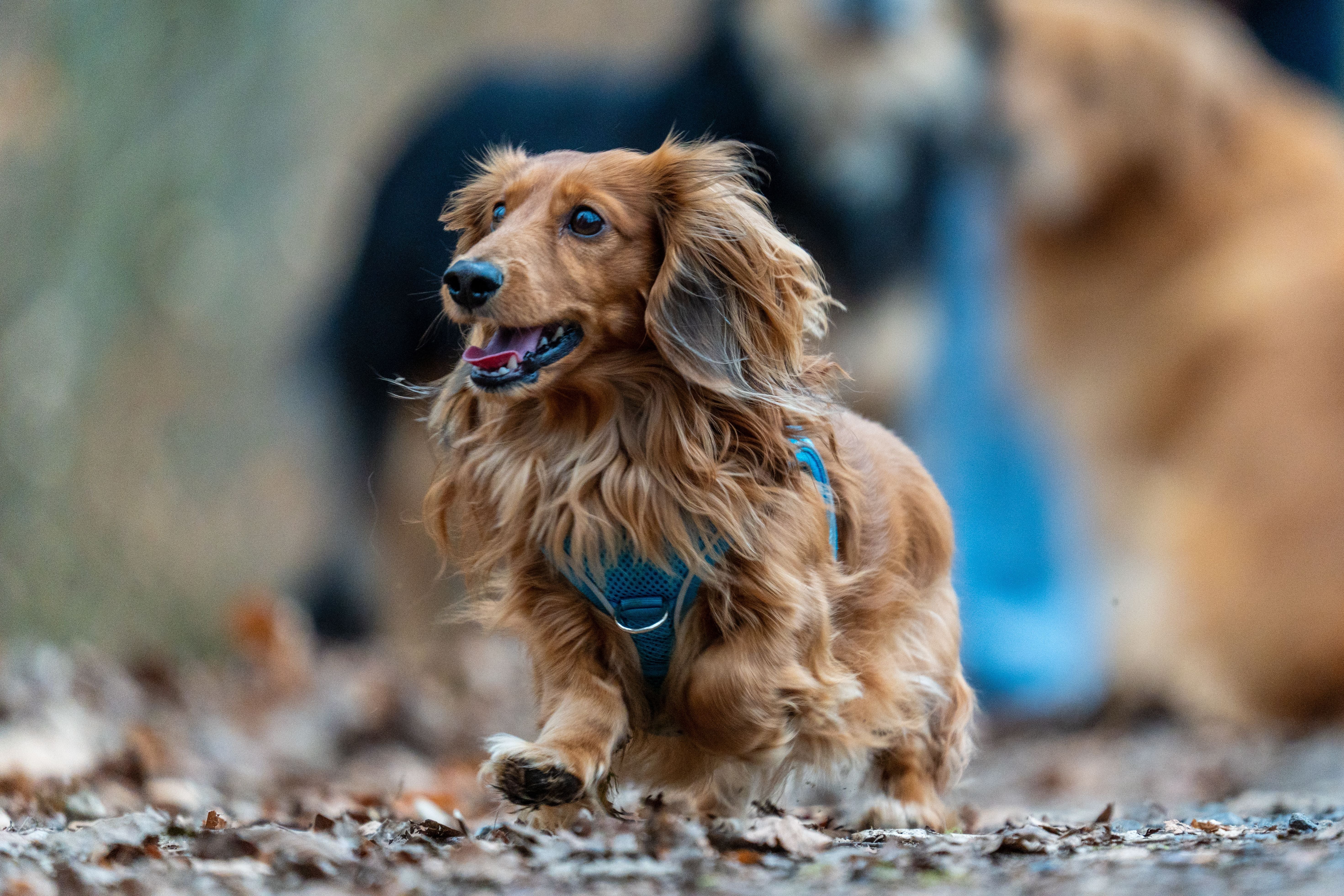Dachshund