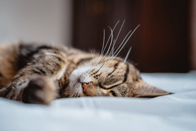 Cat relaxing peacefully in a sunlit cozy room