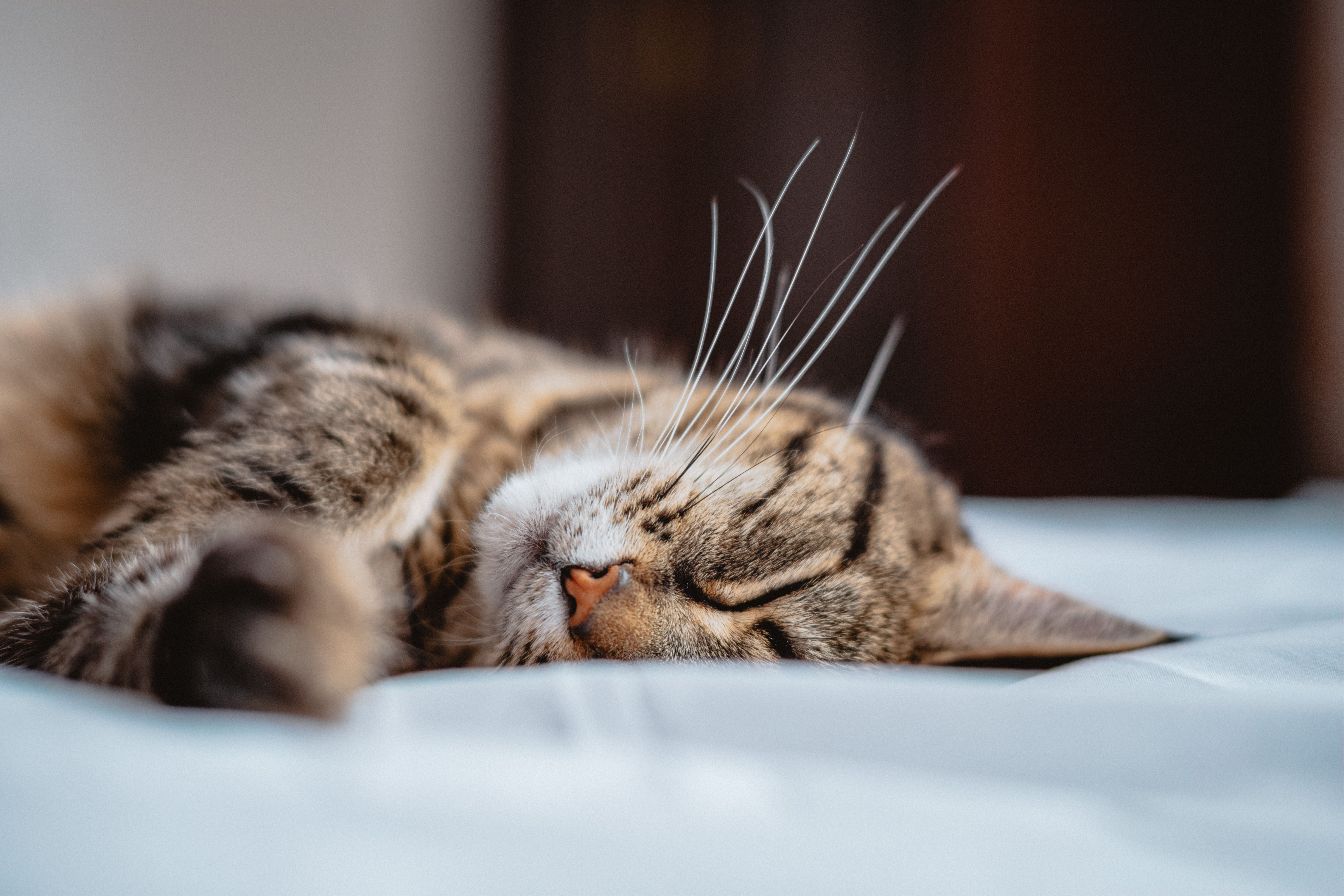 Cat relaxing peacefully in a sunlit cozy room