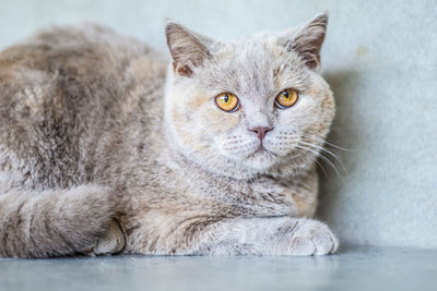 Fluffy calm cat sleeping peacefully indoors