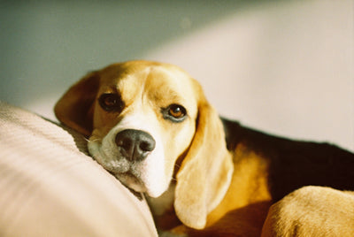 Adult beagle resting calmly indoors healthy