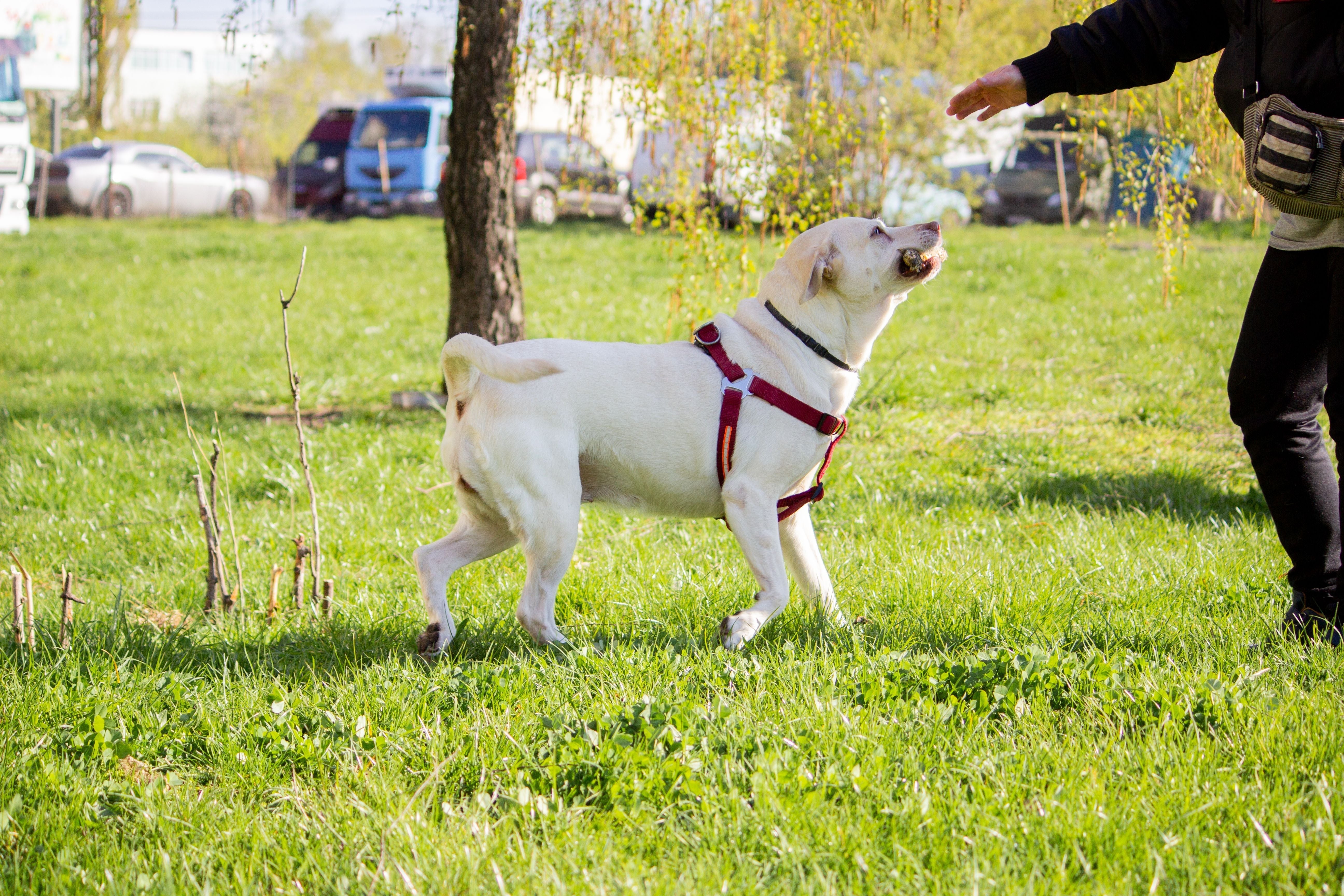 Adult Labrador Retriever walking with owner outdoors
