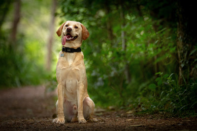 Charming Labrador Retriever sitting with tongue out in a lush forest setting