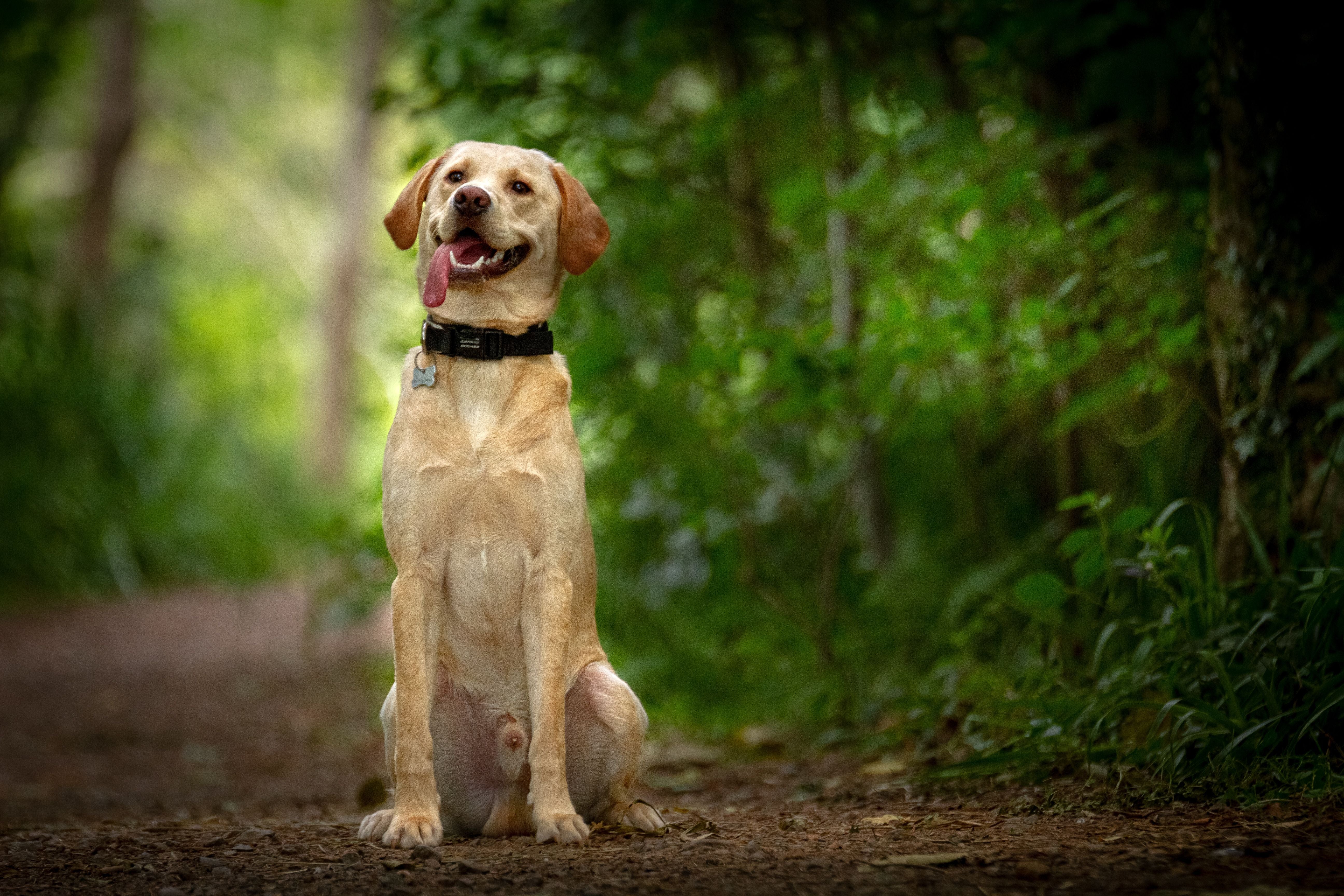 Charming Labrador Retriever sitting with tongue out in a lush forest setting
