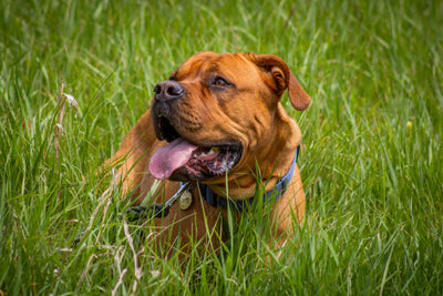 zesty-paws-yeast-for-dogs-vs-yeastguard