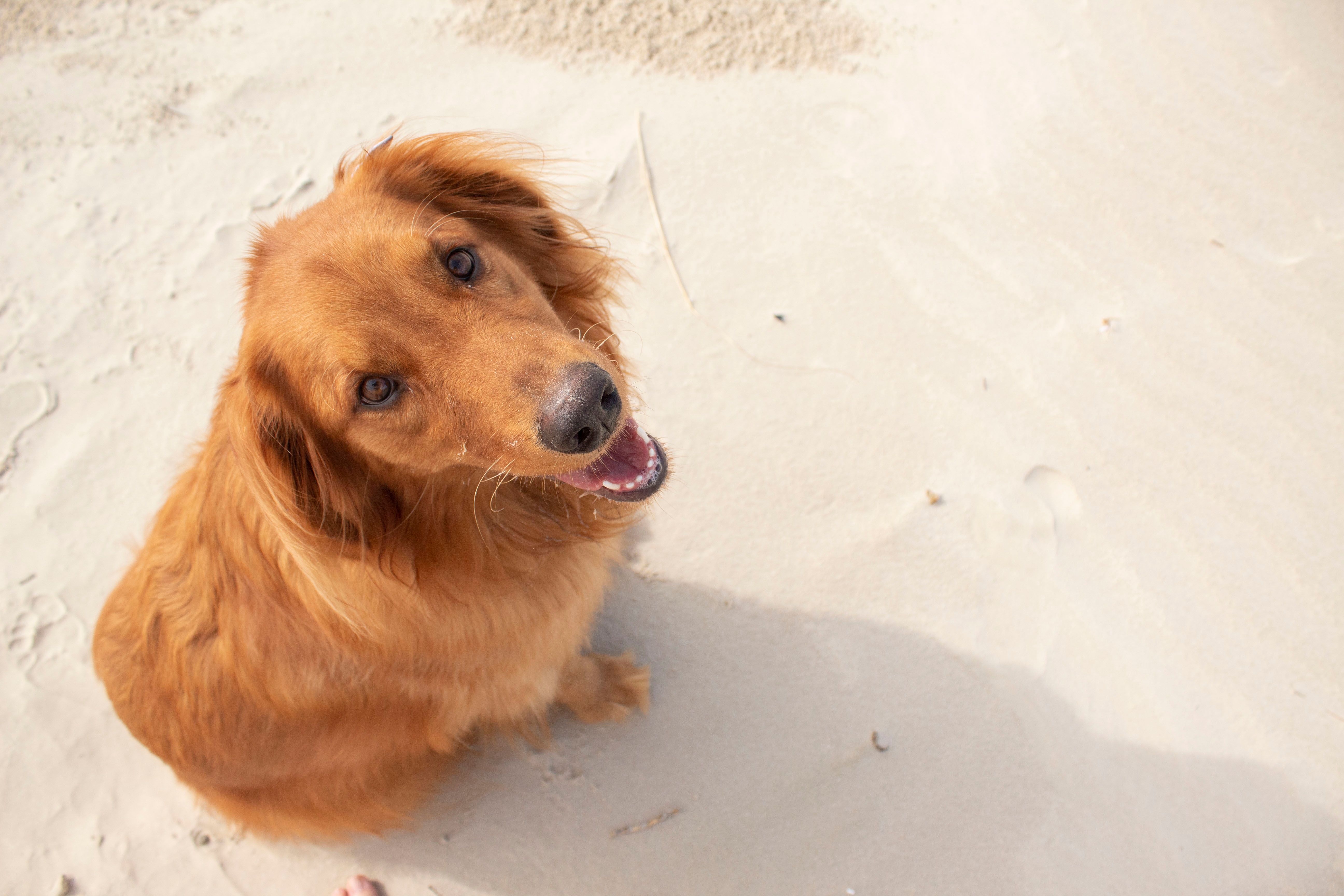 apoquel-alternatives-for-dogs-natural-options