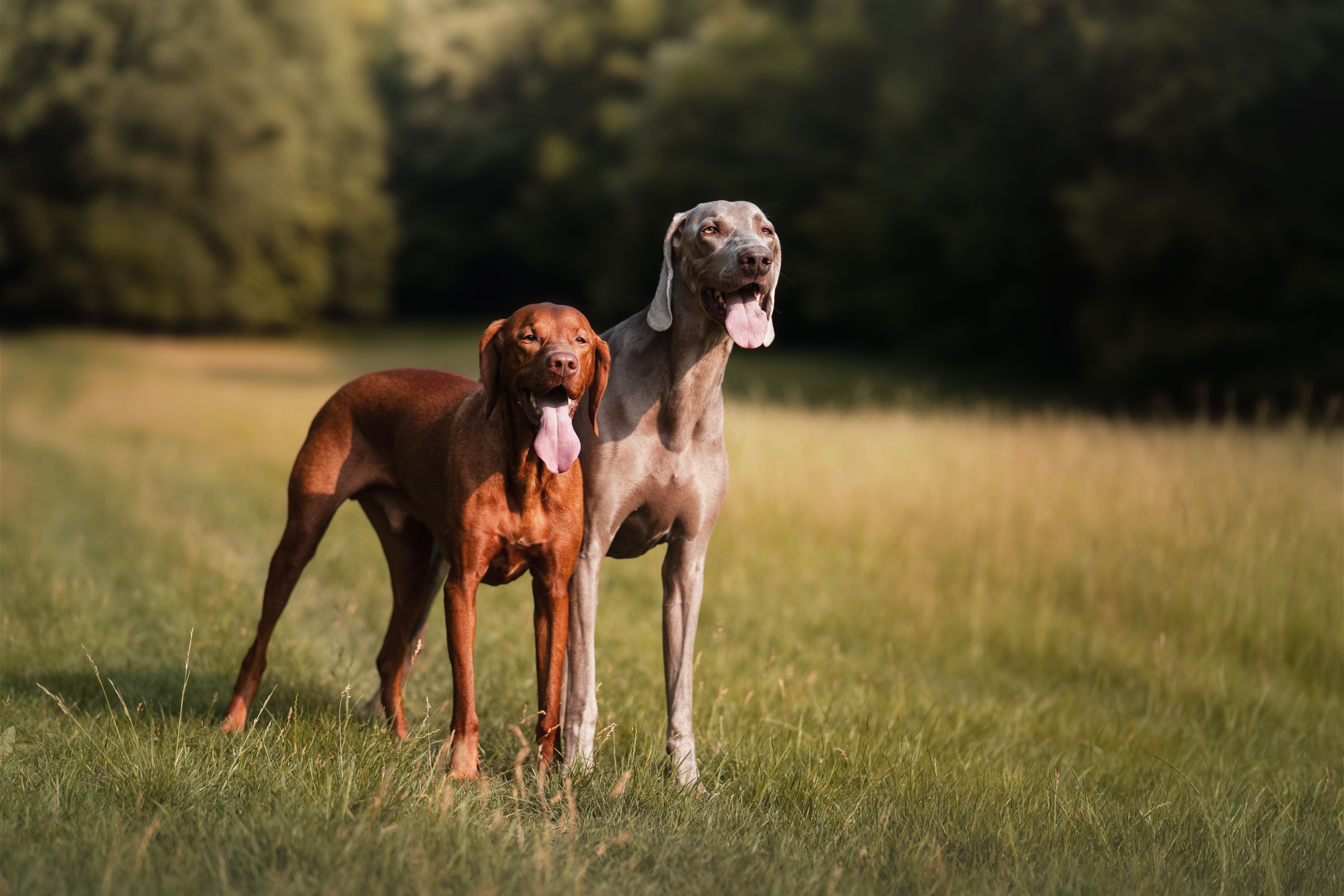Weimaraner