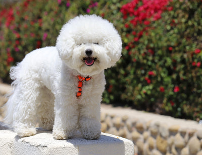 Bichon Frisé 