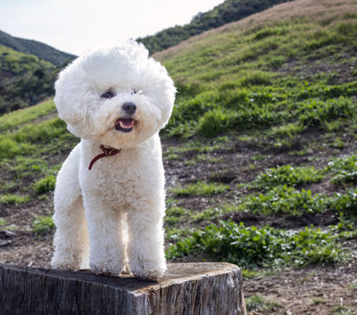Bichon Frisé 