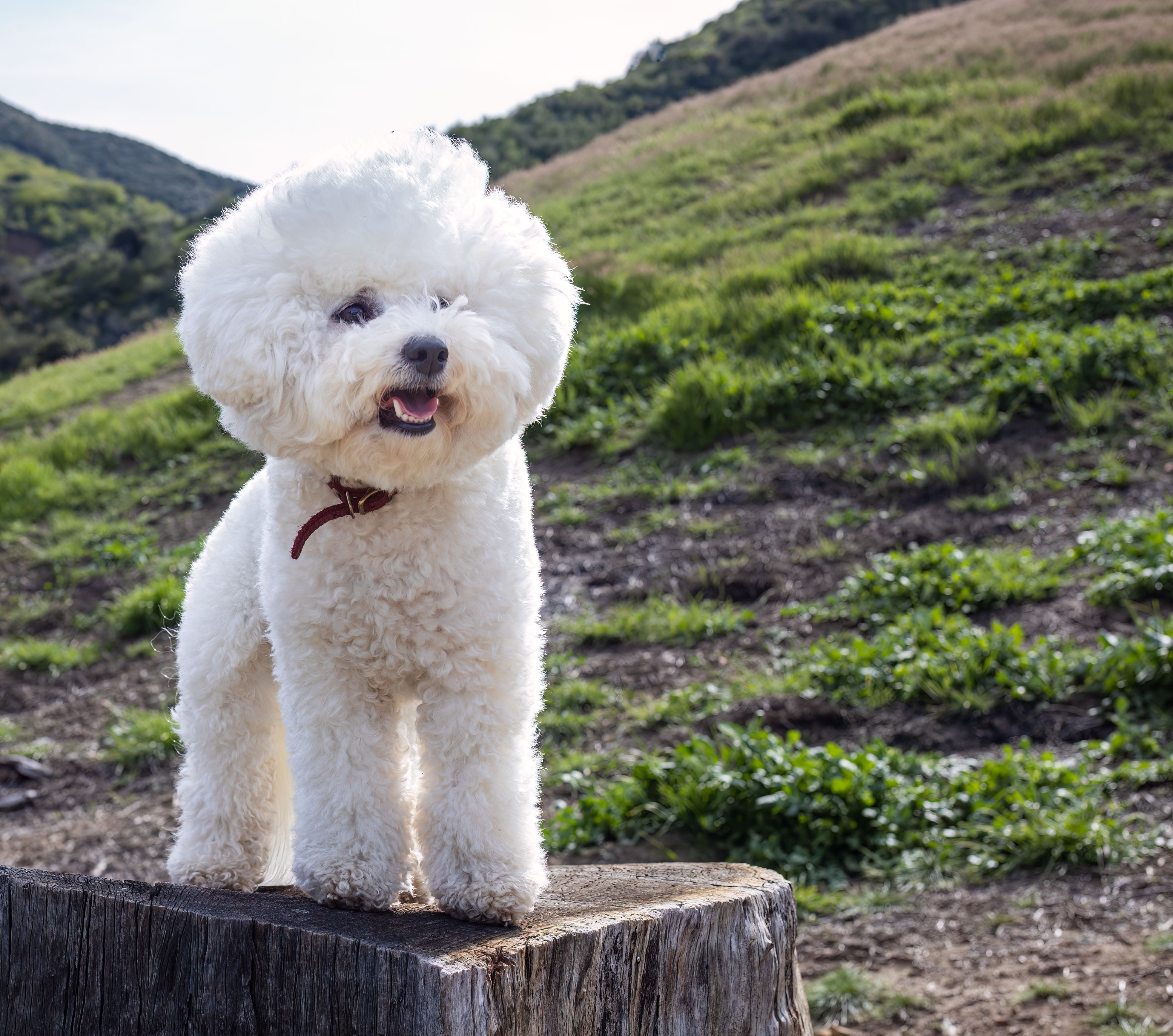 Bichon Frisé 