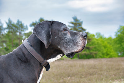 great dane