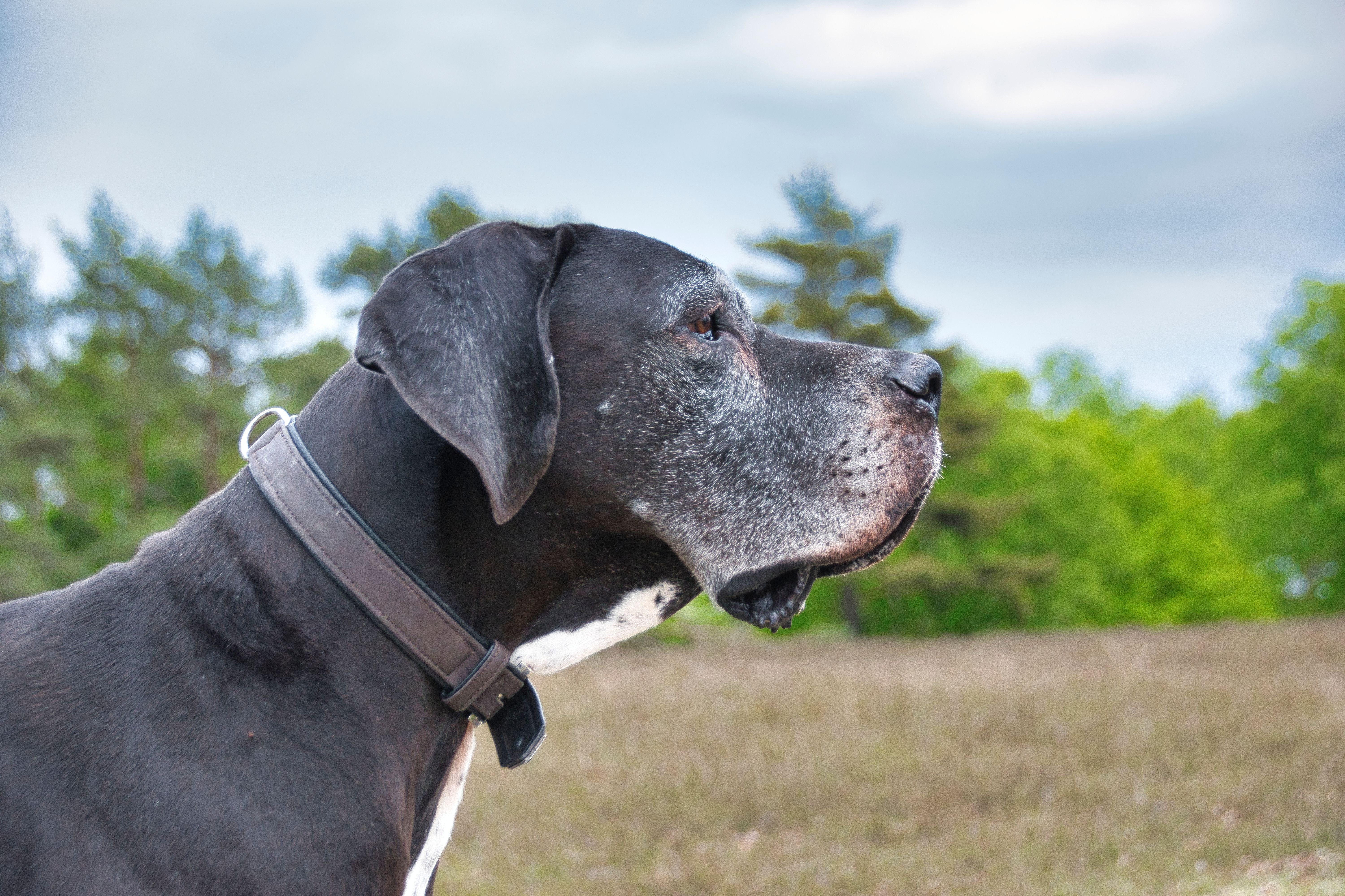 great dane