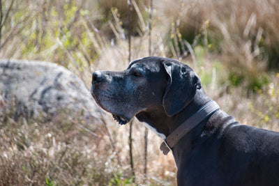 elbow-dysplasia-large-breed-puppies