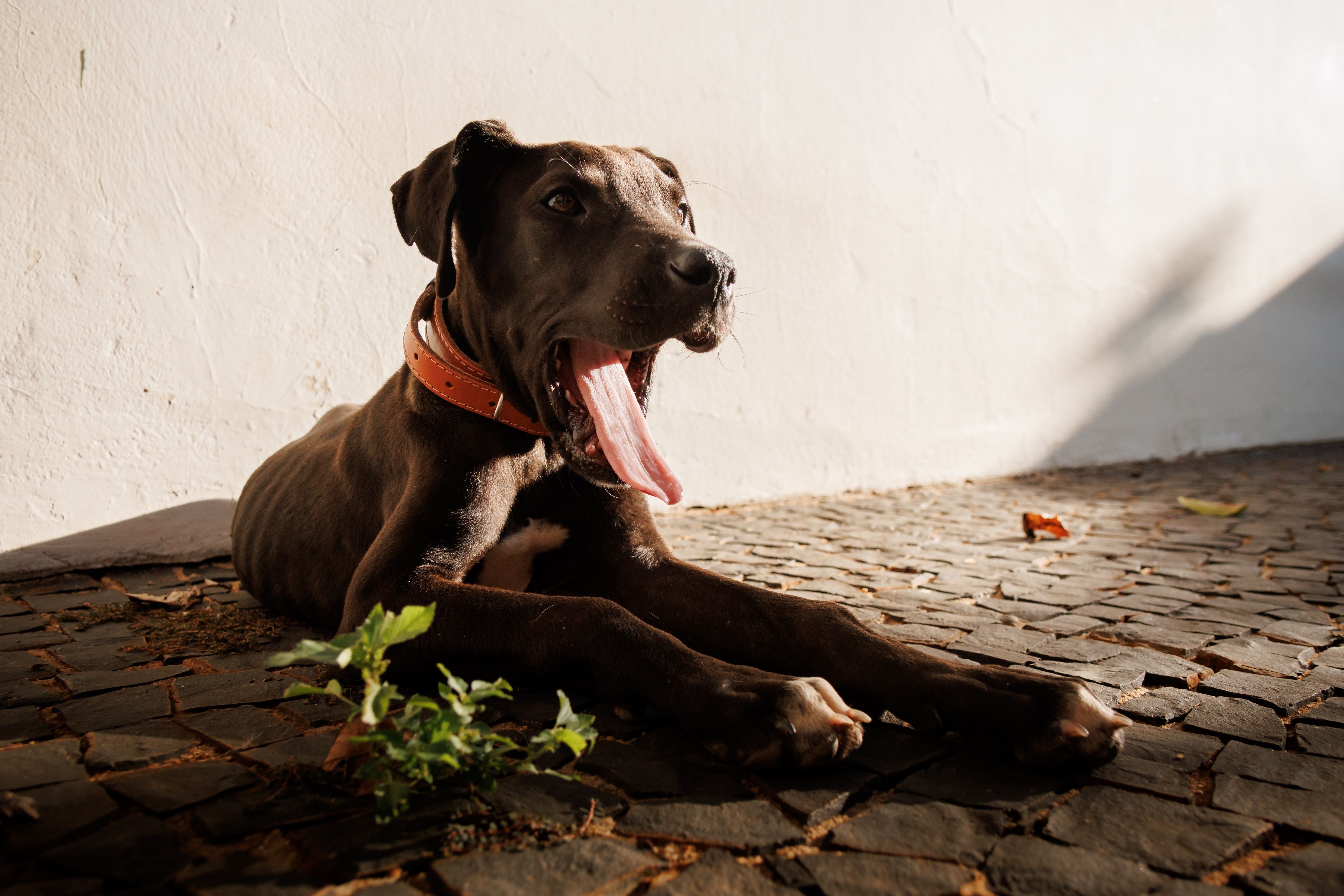 great dane