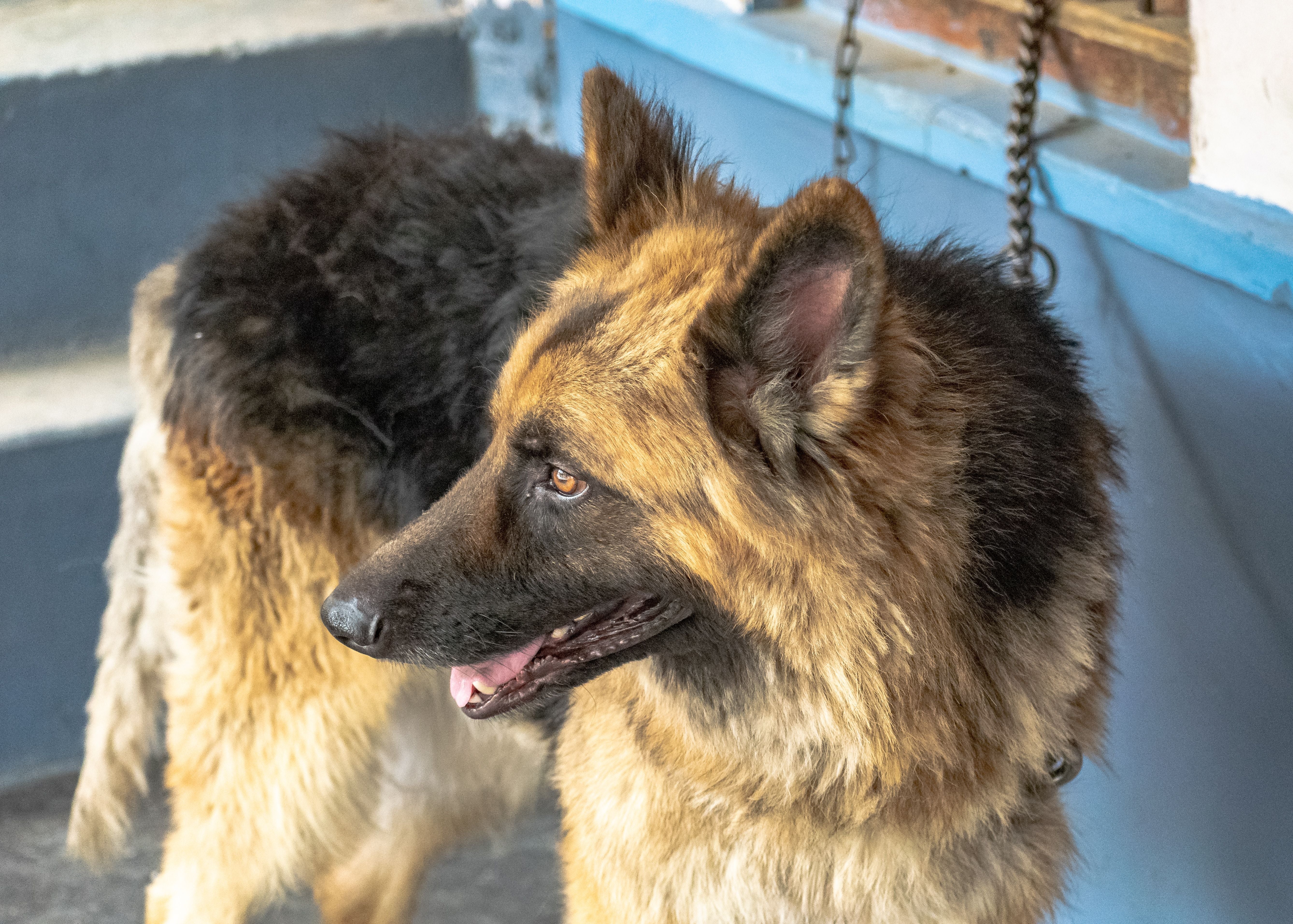 German Shepherd