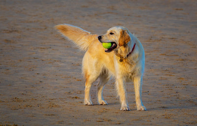 Golden Retriever
