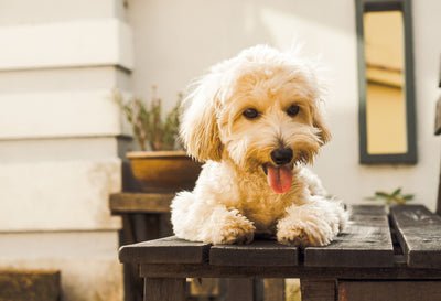 Labradoodle