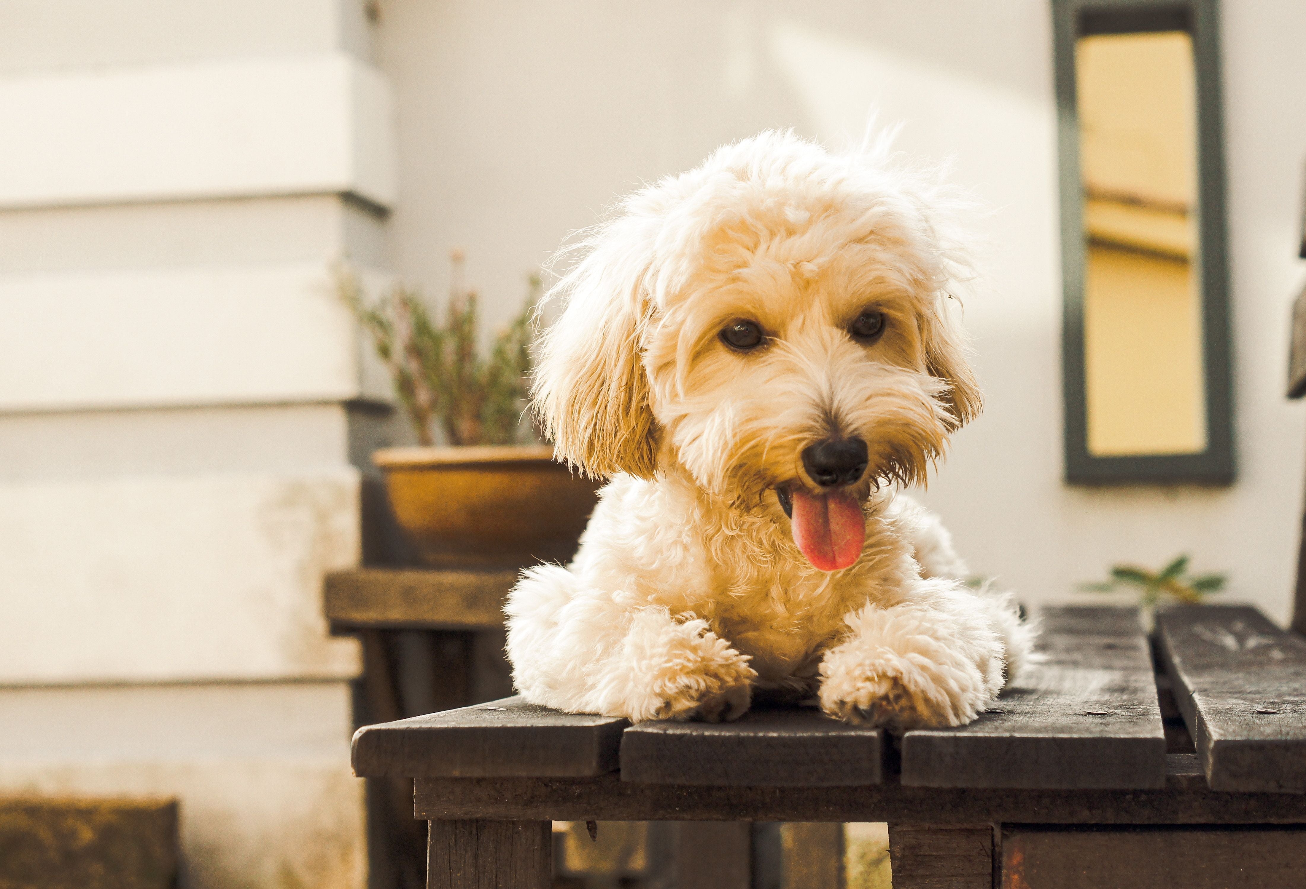 Labradoodle