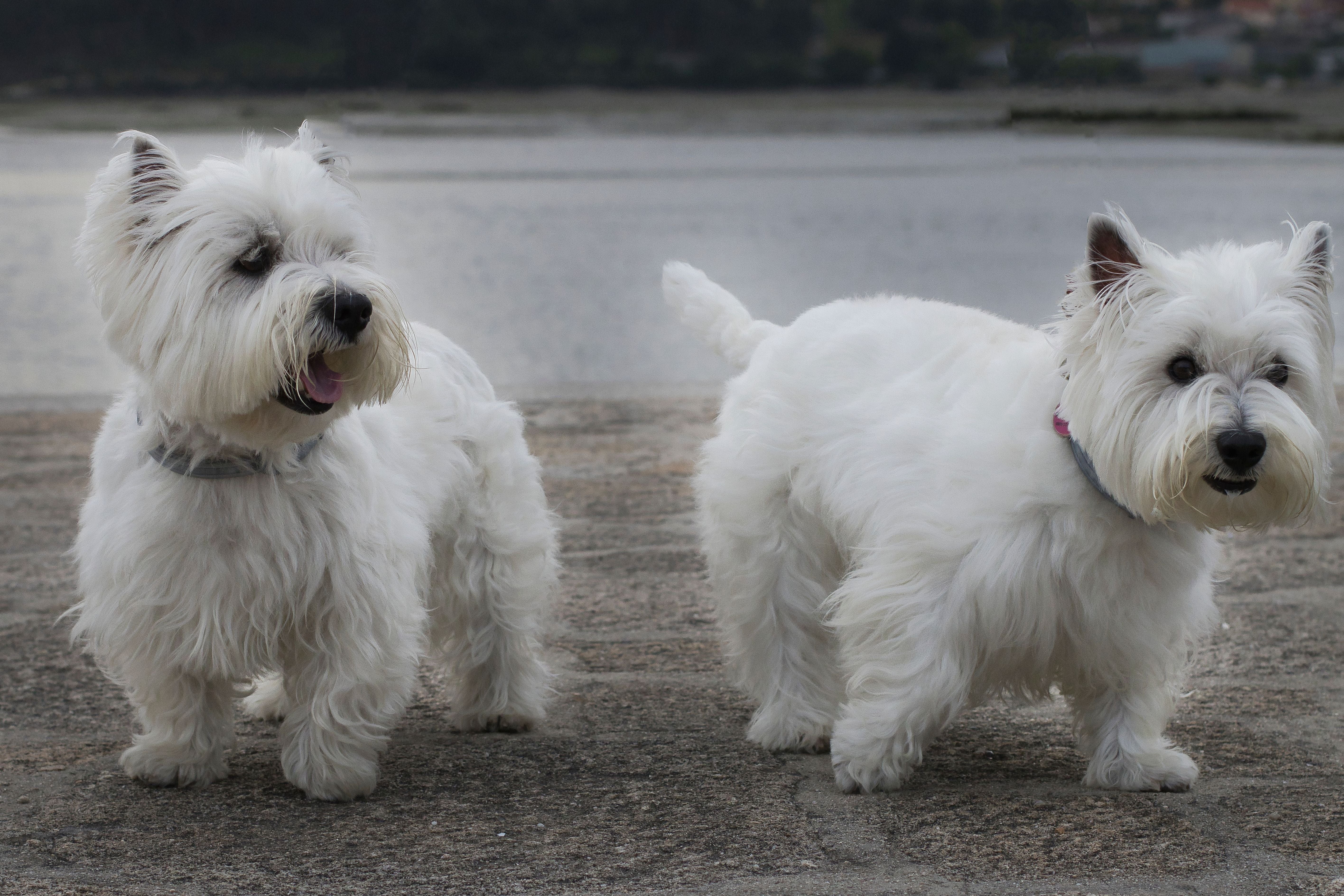 West Highland White Terrier 