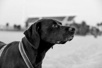 Labrador Retriever