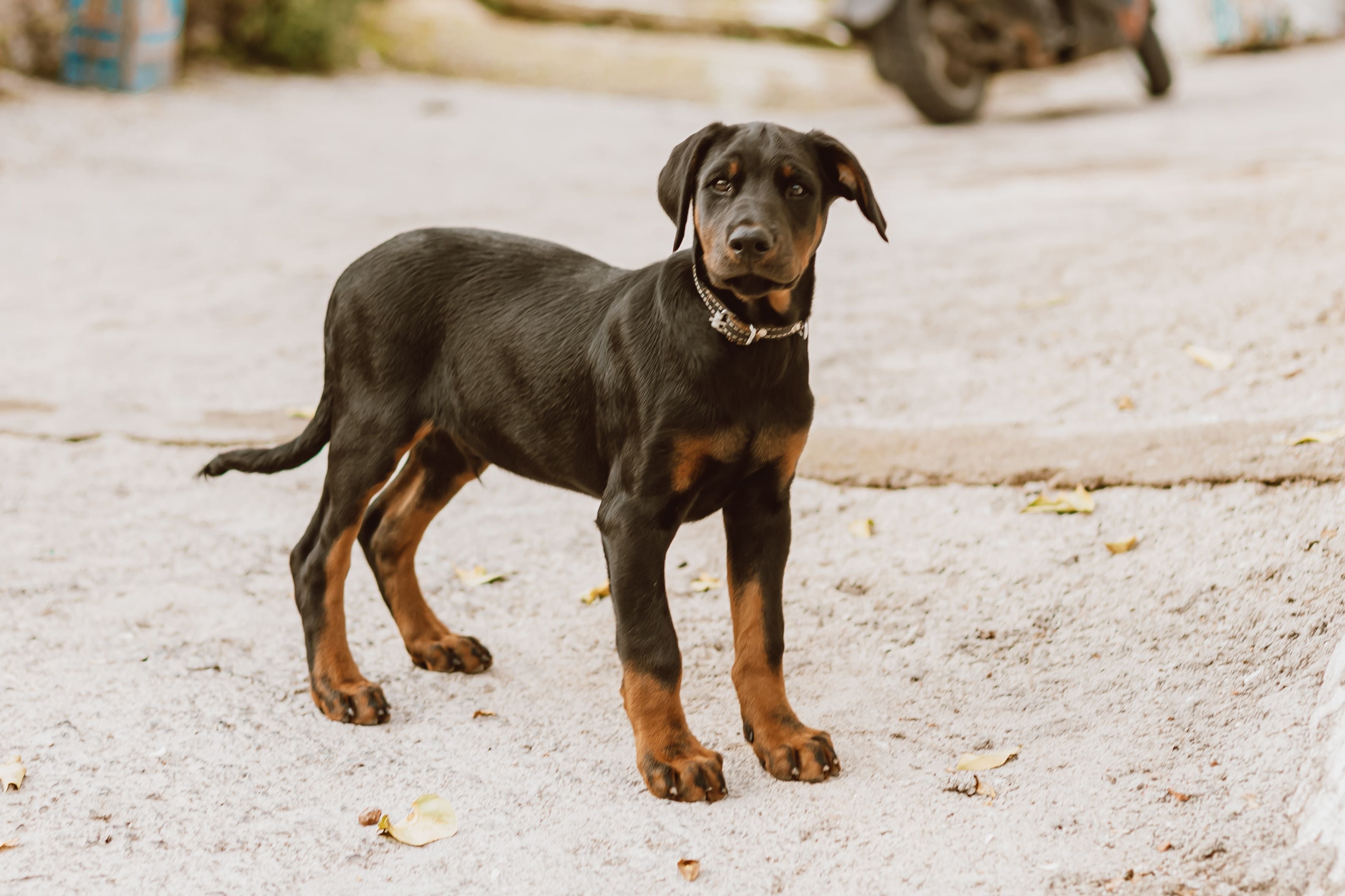 Doberman Pinscher 