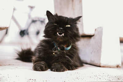 halloween cat