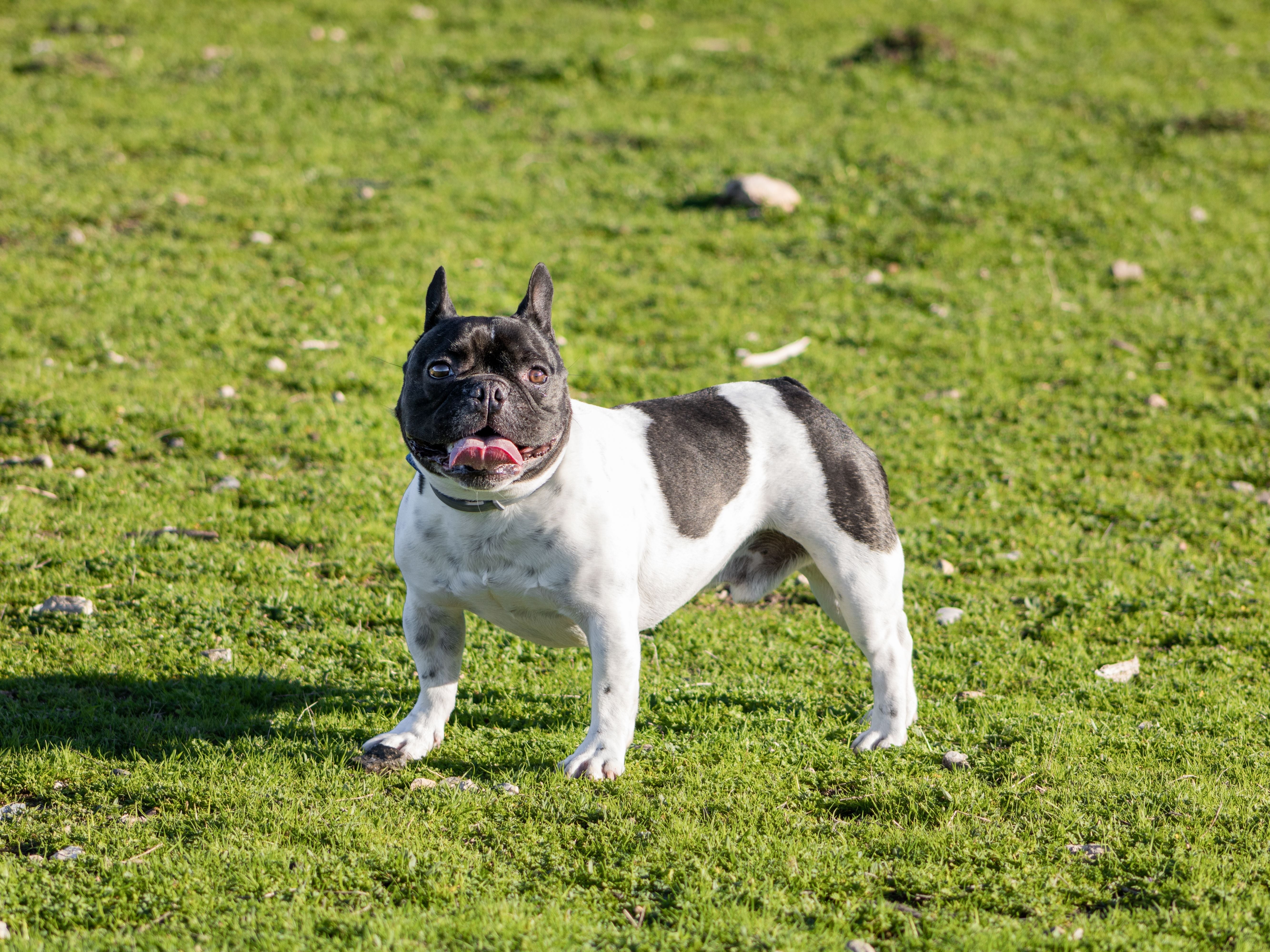 dog-yeast-infections-complete-guide