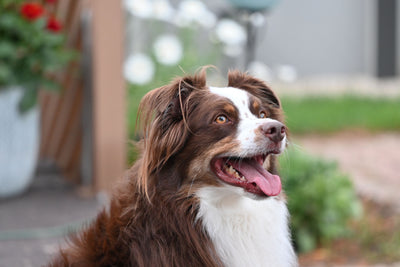 Australian Shepherd