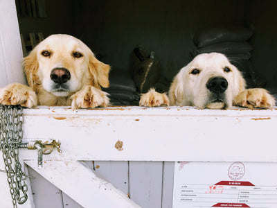 Golden Retriever