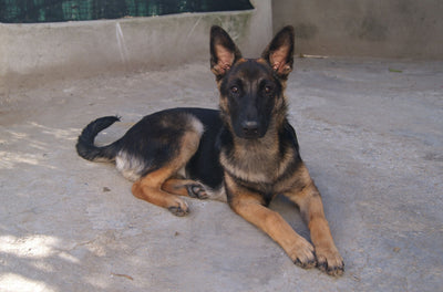German Shepherd puppy healthy