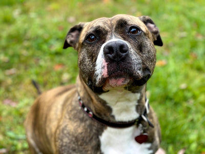 Pit Bull Terrier