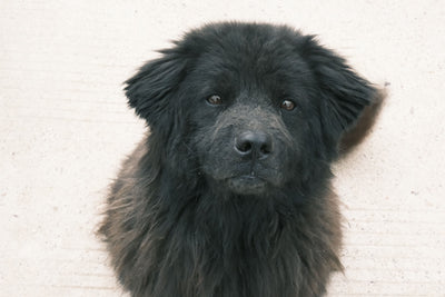 Newfoundland