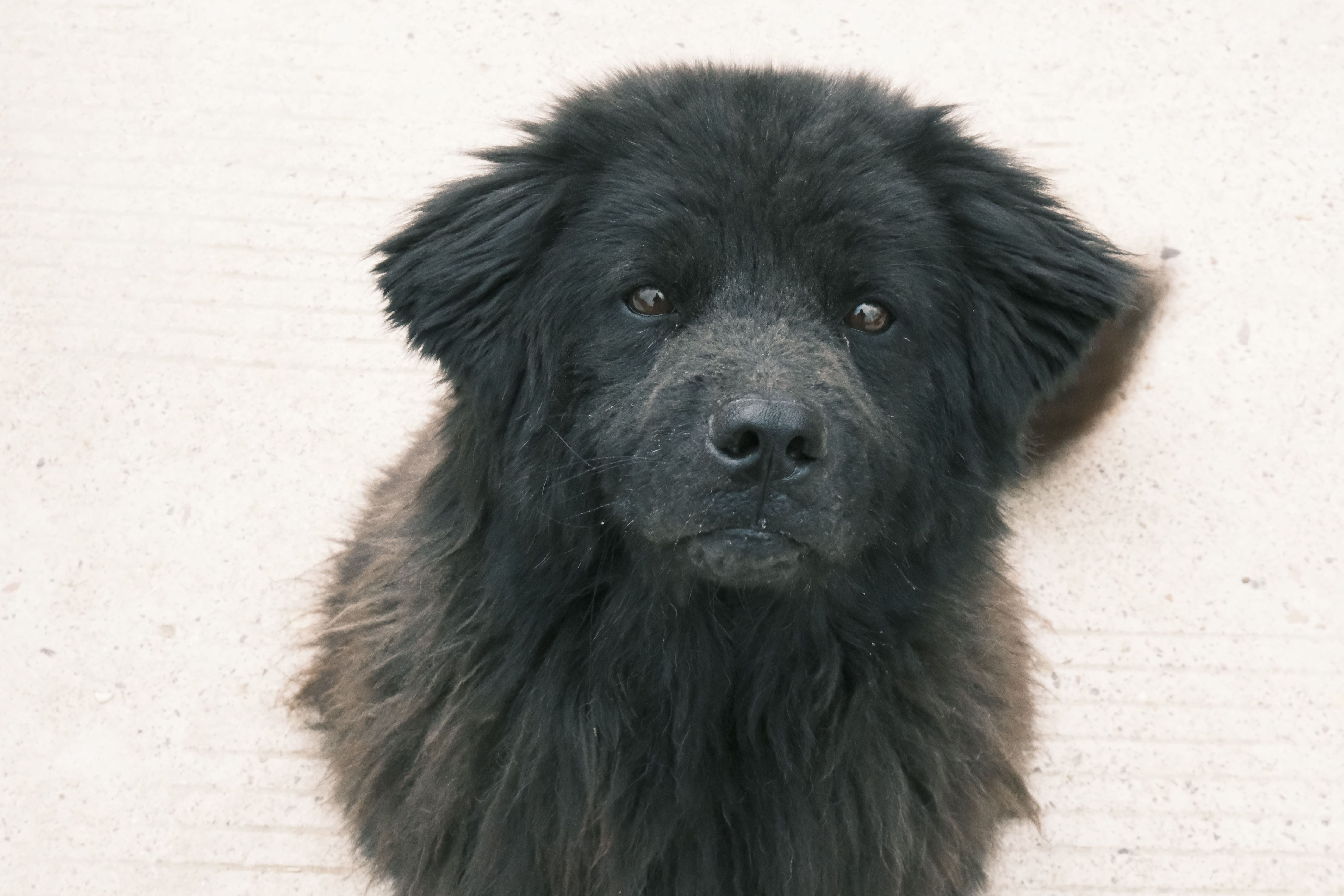 Newfoundland