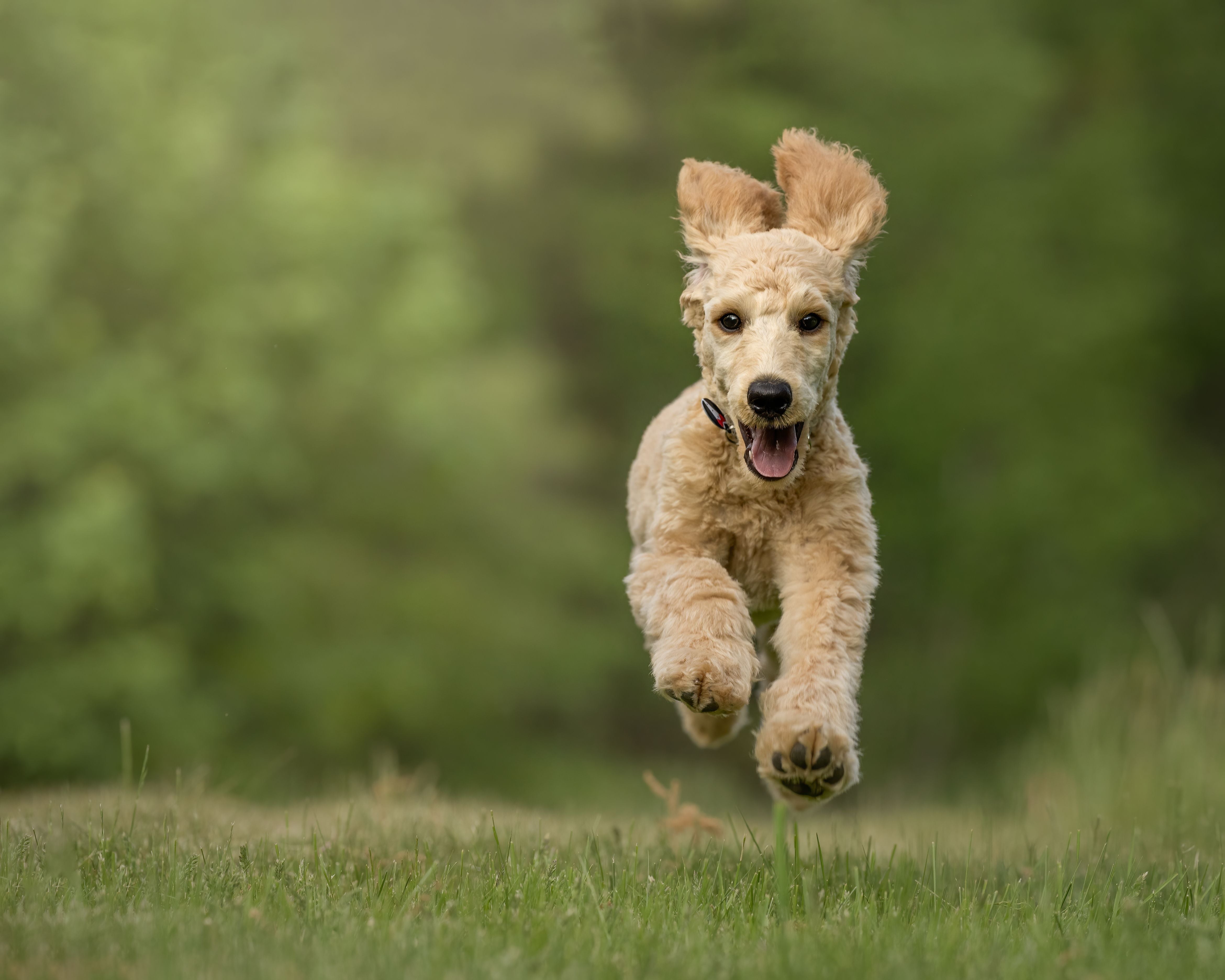 green-lipped-mussel-for-dogs-benefits-dosage