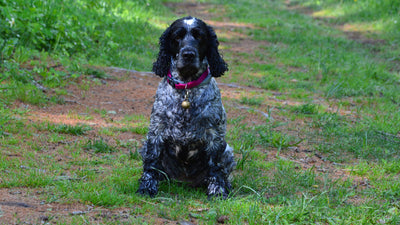 cocker spaniel puppy sitting outdoors healthy