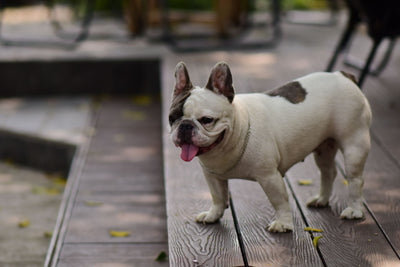 French Bulldog