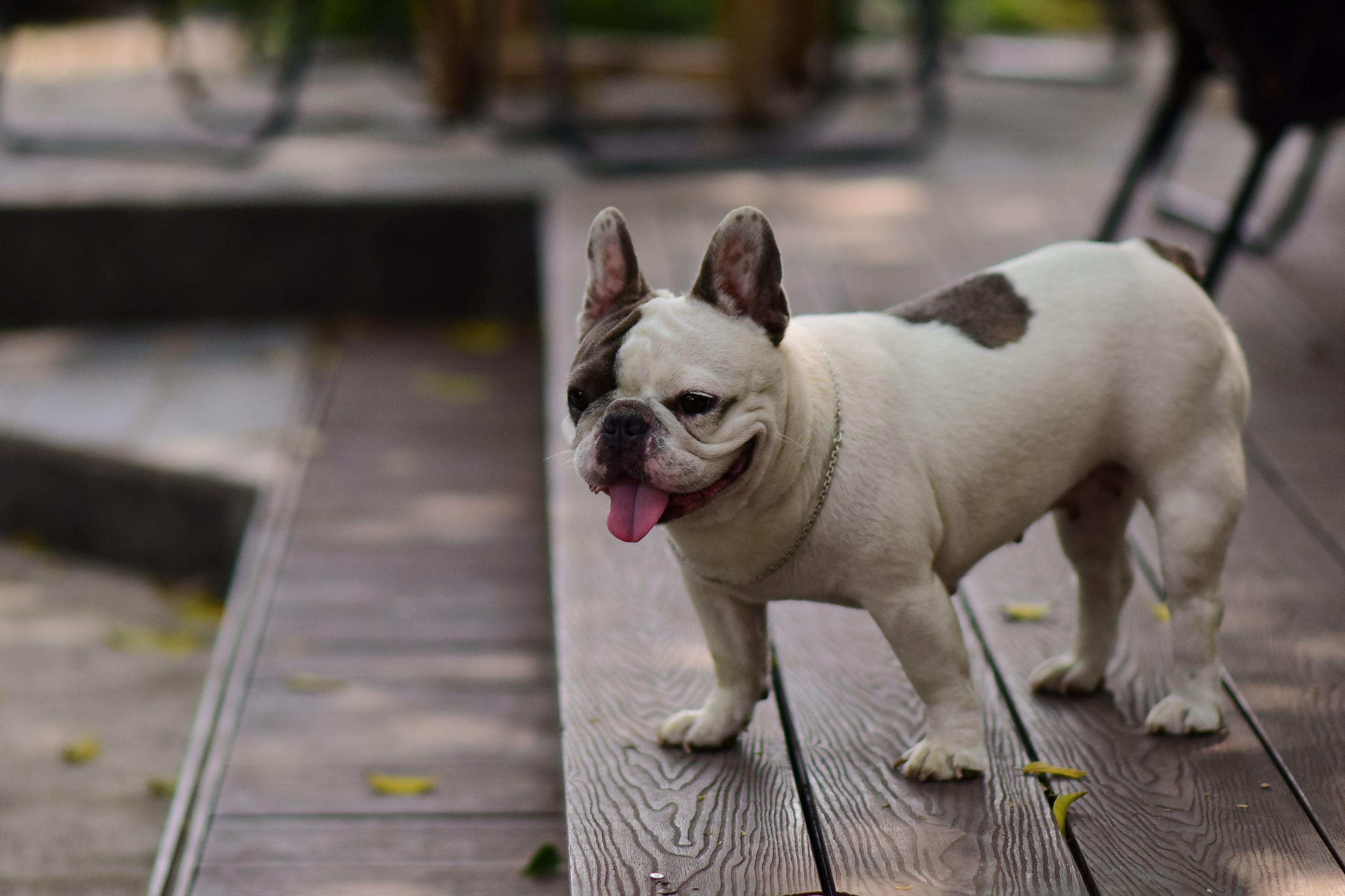 French Bulldog