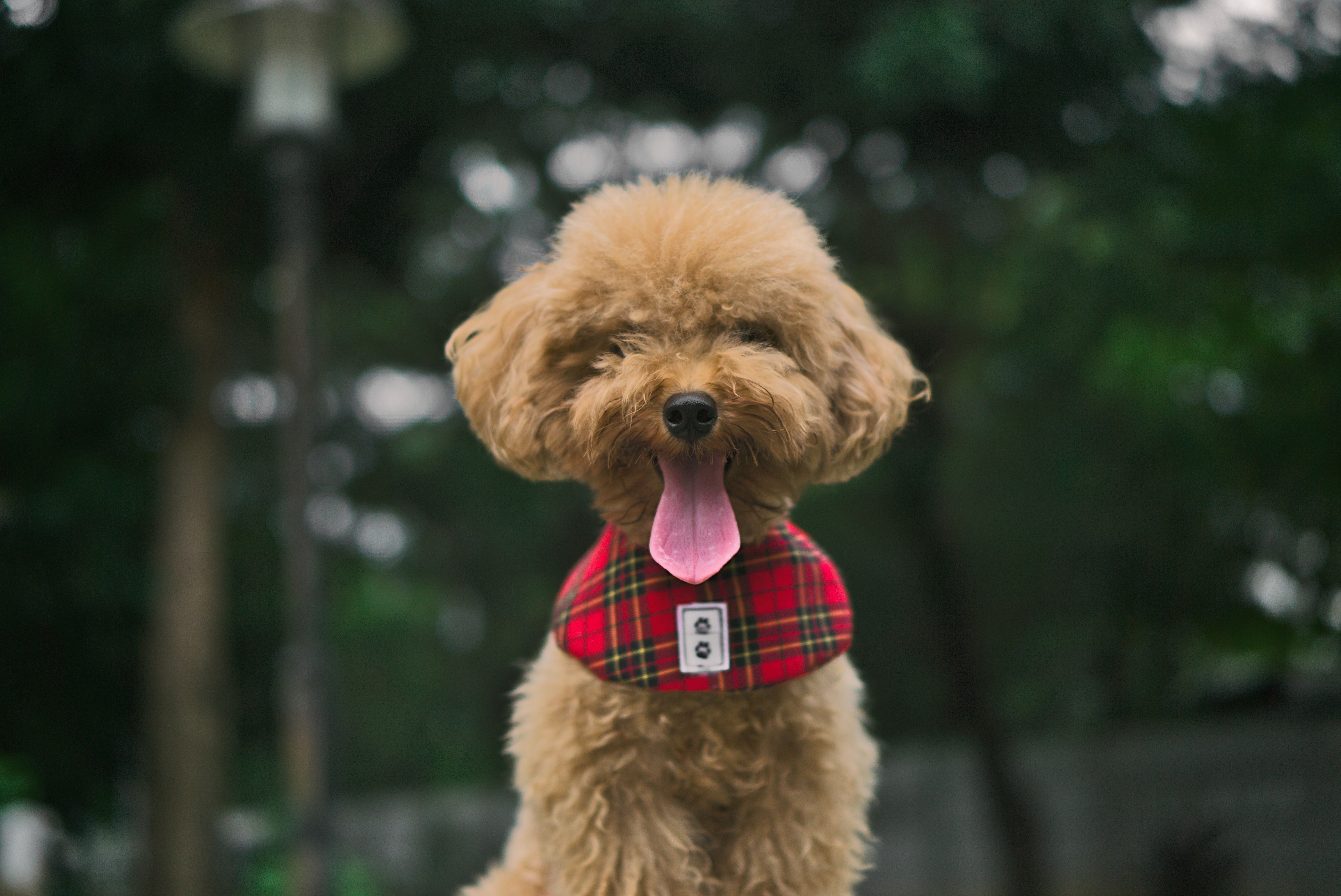 Poodle