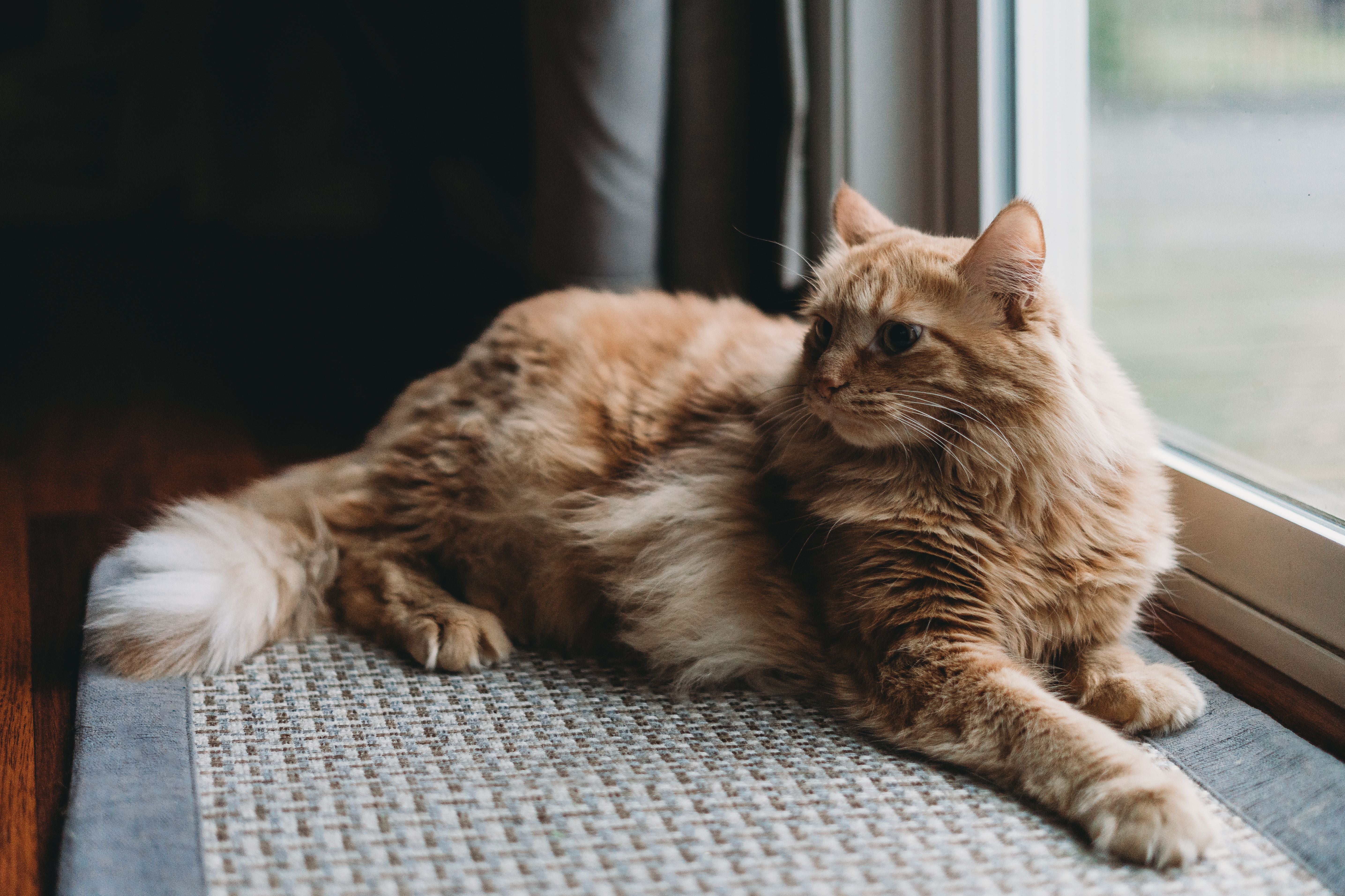 Older tabby cat resting on a windowsill