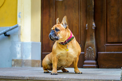 french bulldog